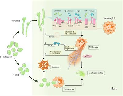 Neutrophil Extracellular Traps in Candida albicans Infection